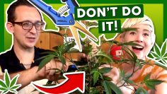 WE BROKE OUR WEED! 😭Grow Journal: Ep. 2